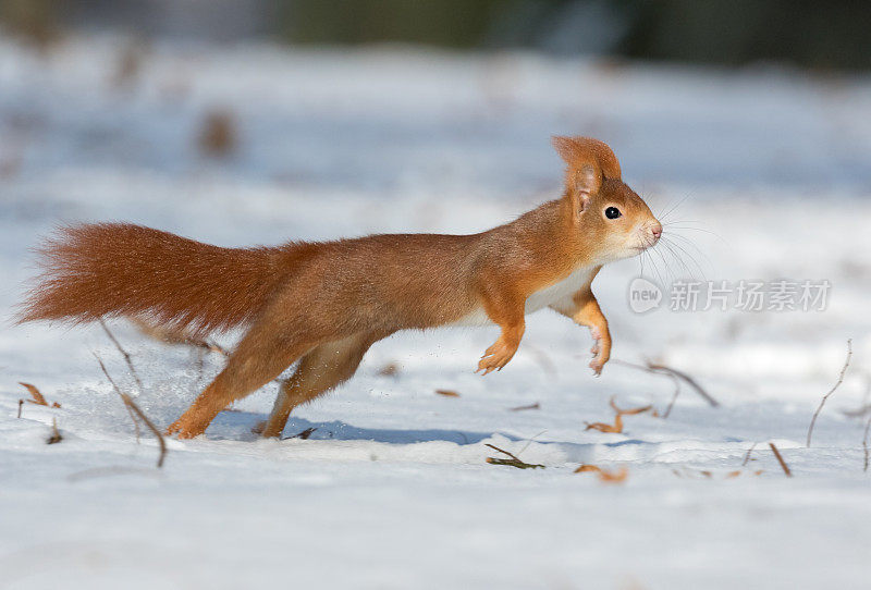 红松鼠(Sciurus vulgaris)冬季跑步